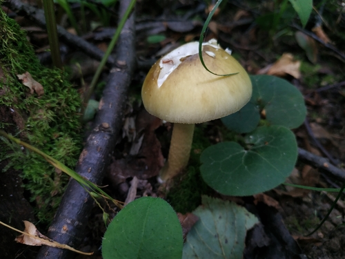 East Asian Death Cap
