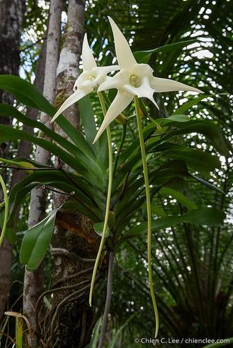 Darwin's orchid