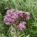 Spotted Joe-Pye Weed - Photo (c) Adrian Sydor, all rights reserved