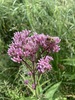 Spotted Joe-Pye Weed - Photo (c) Adrian Sydor, all rights reserved, uploaded by Adrian Sydor