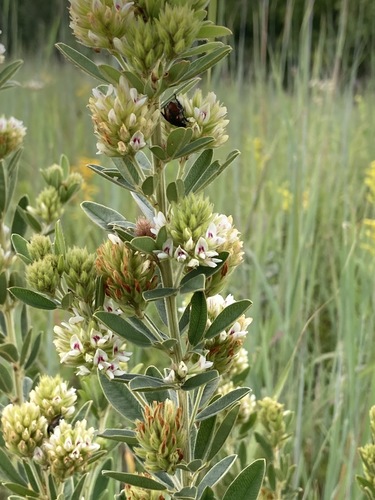 Lespedeza capitata