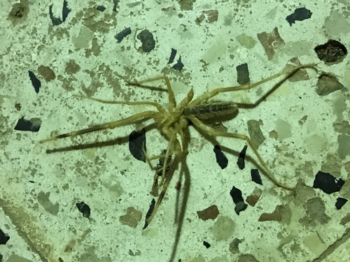 Egyptian Giant Solpugid