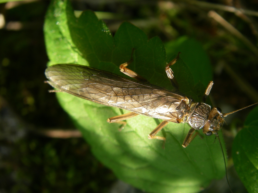 Golden Stone (Selected Aquatic Insects of Massachusetts) · iNaturalist