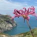 Lycoris insularis - Photo (c) Littlejump Chen, all rights reserved, uploaded by Littlejump Chen