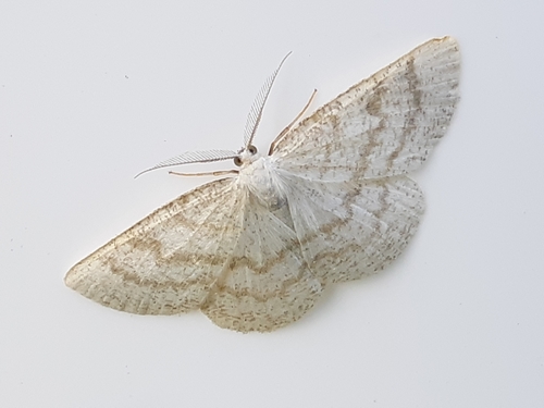 Northern Wave Moth