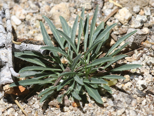 Coast Wallflower foliage