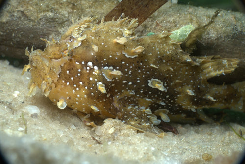 Sargassumfish