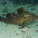 Epinephelus longispinis - Photo (c) Mafia Island Diving, todos los derechos reservados, subido por Mafia Island Diving