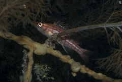Longnose Hawkfish