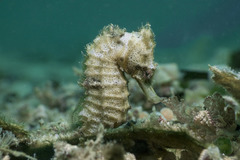 Hippocampus kuda