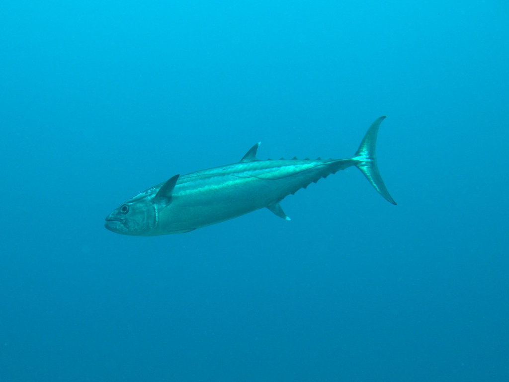Dog-tooth Tuna