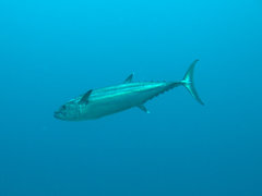 Dog-tooth Tuna