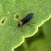Hibiscus Sawfly - Photo (c) Murray Fisher, all rights reserved, uploaded by Murray Fisher
