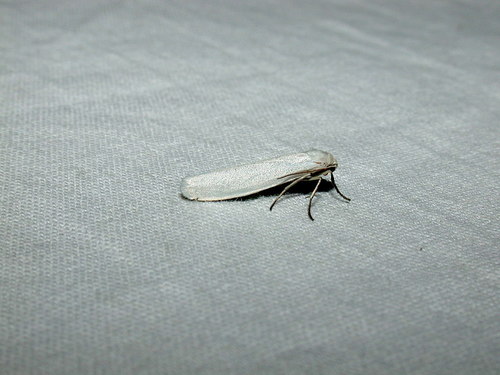 Pure Lichen Moth