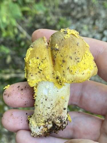 Yellow American Blusher