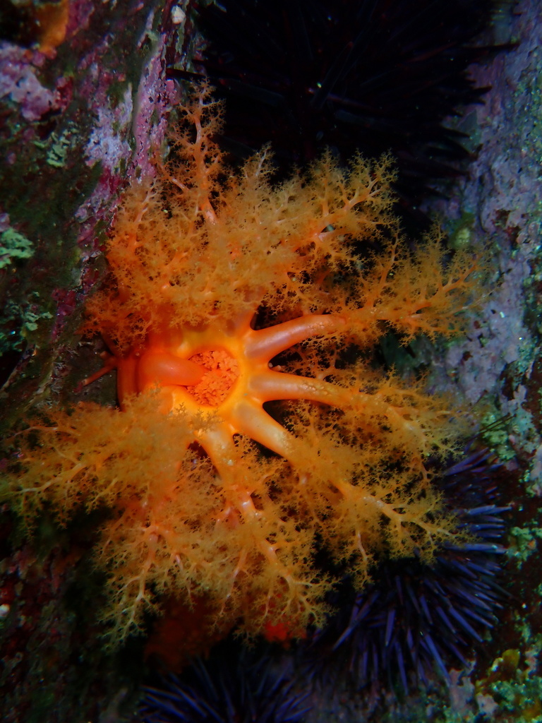 orange sea cucumber