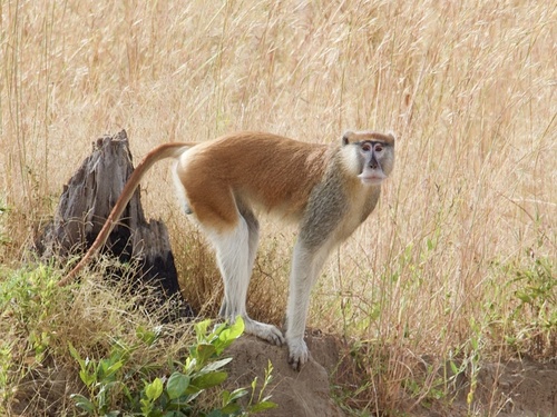 Patas Monkey