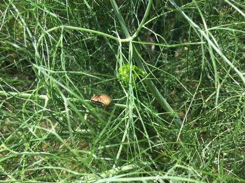 iNaturalist observation photo of Pacific chorus frog