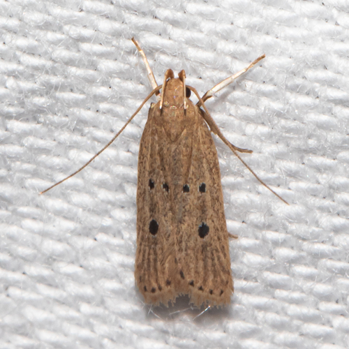 Helcystogramma melanocarpa (Meyrick, 1929)