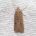 Helcystogramma melanocarpa - Photo (c) Timothy Reichard, todos los derechos reservados, subido por Timothy Reichard