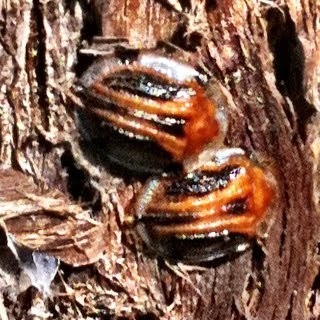 Aspidomorpha septemcostata