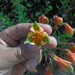 Alstroemeria longistaminea - Photo (c) Caio Flat, όλα τα δικαιώματα διατηρούνται, uploaded by Caio Flat