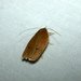 Antaeotricha osseella - Photo (c) Hugh McGuinness, all rights reserved, uploaded by Hugh McGuinness
