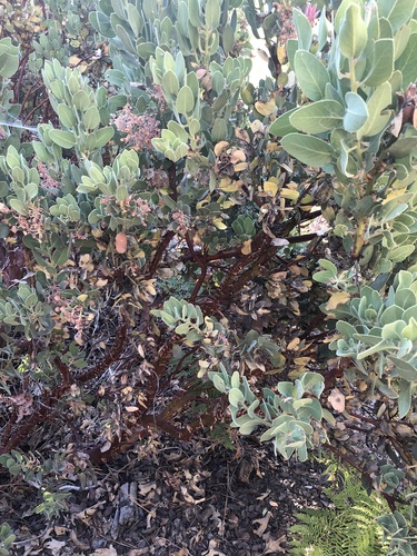 iNaturalist observation photo of California Pinkbract Manzanita