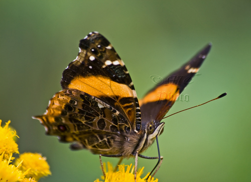 Northern Short-tailed Admiral