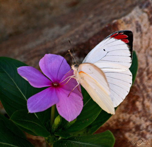 Eastern Purple Tip