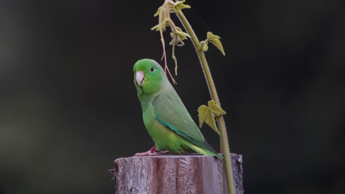 Green-rumped Parrotlet