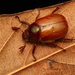 Aulacopalpus castaneus - Photo (c) Pablo Nuñez Fuentes, all rights reserved, uploaded by Pablo Nuñez Fuentes