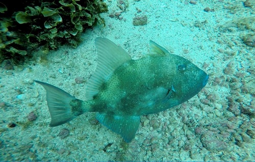 Finescale Triggerfish