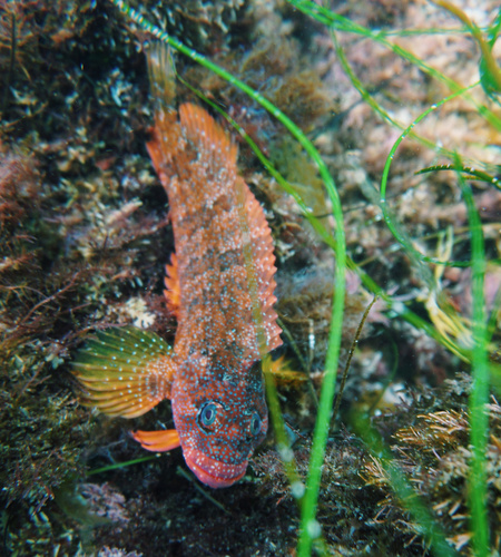 Largemouth Blenny