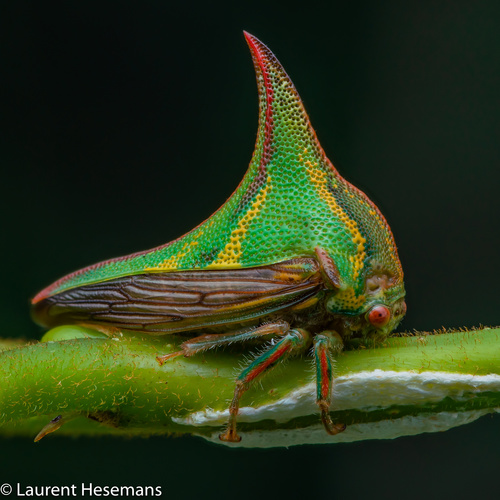 Thorn Treehopper