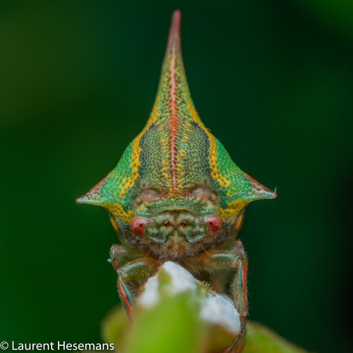 Thorn Treehopper