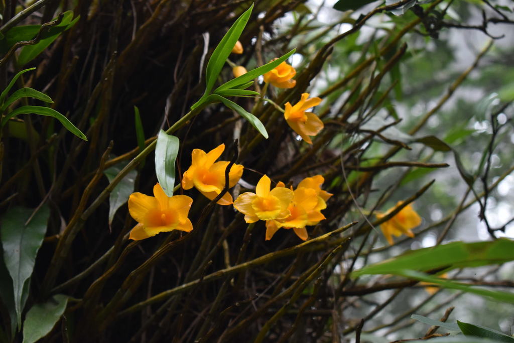 Dendrobium chryseum (Dendrobium chryseum)