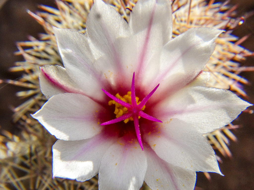 Mammillaria fraileana  iNaturalist