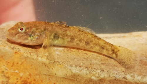 Arno Goby (Padogobius nigricans) · iNaturalist