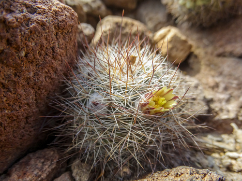 Mammillaria petrophila ssp. arida