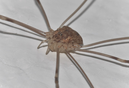 Leiobunum townsendi