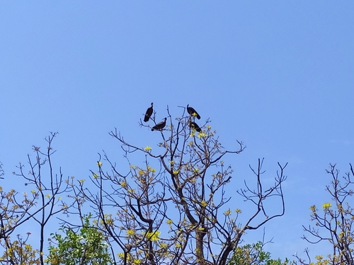 Glossy Ibis