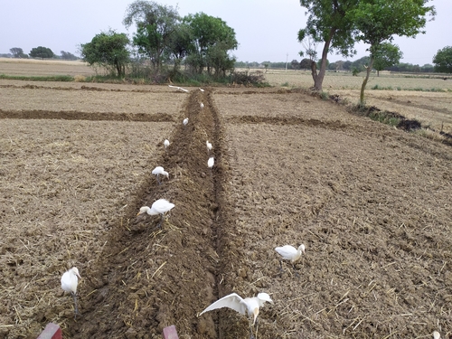 Eastern Cattle-Egret