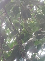 Image of Ficus elastica