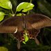 Papilio helenus - Photo (c) キース搵肥, כל הזכויות שמורות, הועלה על ידי キース搵肥