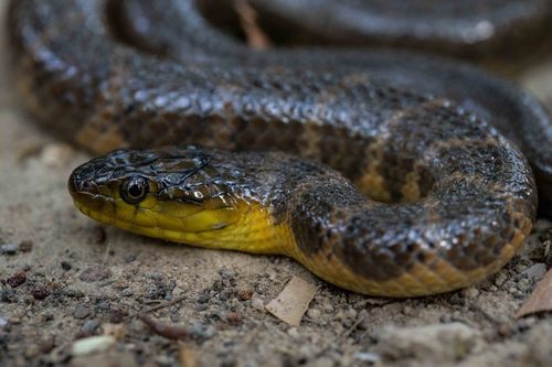 Smith's African Water Snake
