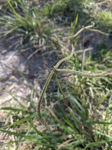 fringed windmill grass (Chloris ciliata)