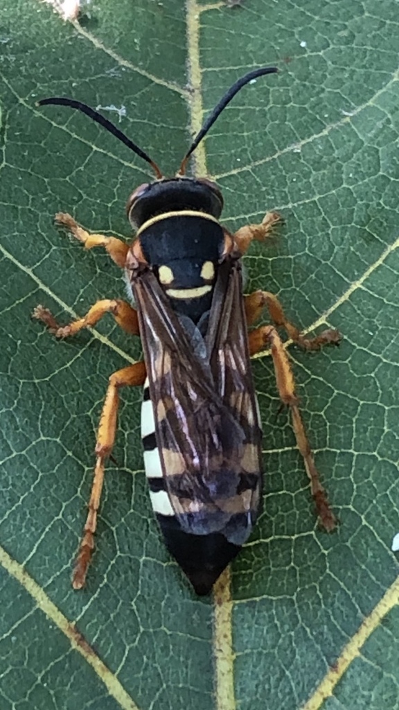 Stizus brevipennis from Price Mill Rd, GA, US on August 9, 2020