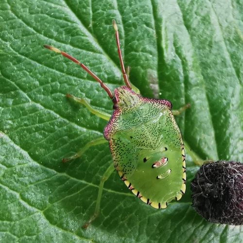 Gudobelinė Skydblakė nuotrauka