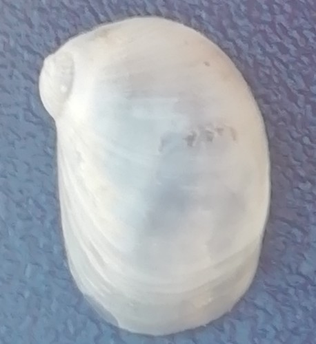 Marsenia perspicua
